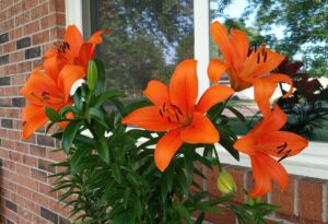 Orange Lily