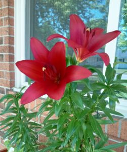 Red Lily