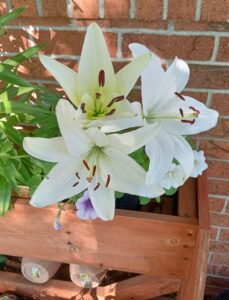 White Lily