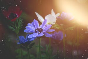 Lilies of the Field